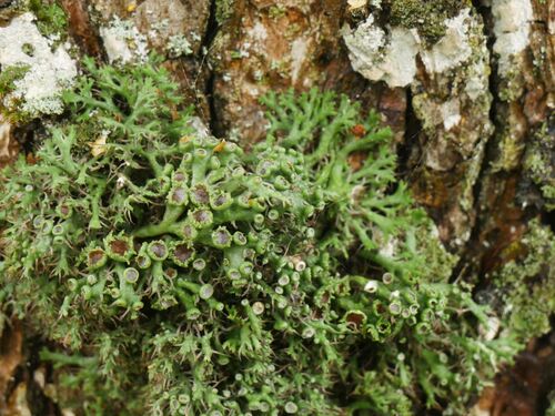 Great Ciliated Lichen