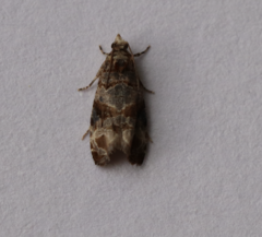 Lobesia botrana