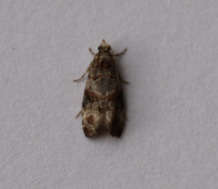 Lobesia botrana