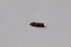 Lobesia botrana