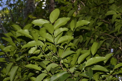 Celtis paniculata