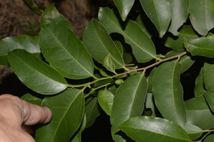 Celtis paniculata