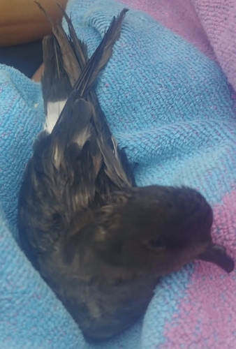 European Storm-Petrel