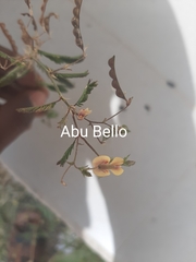 Aeschynomene sensitiva