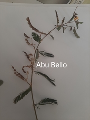 Aeschynomene sensitiva