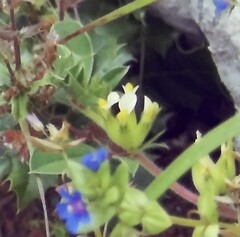 Tripodion tetraphyllum