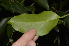 Celtis paniculata