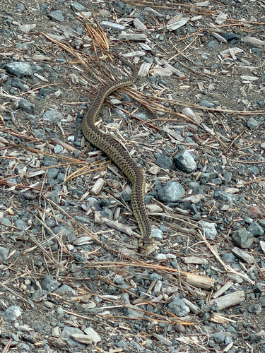 iNaturalist observation photo of Gopher Snake