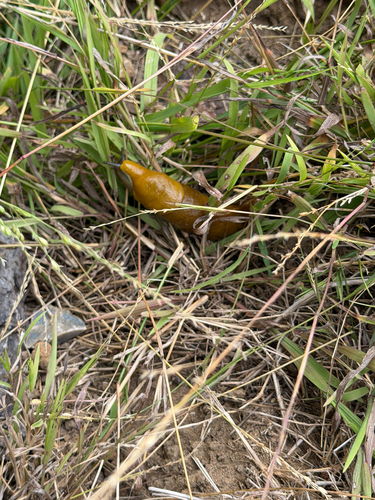 iNaturalist observation photo of Banana Slugs