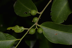 Celtis paniculata