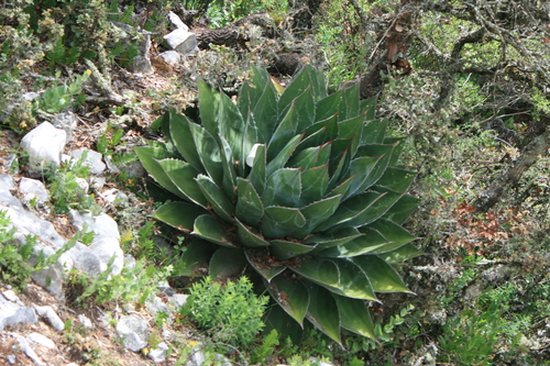 Agave montana