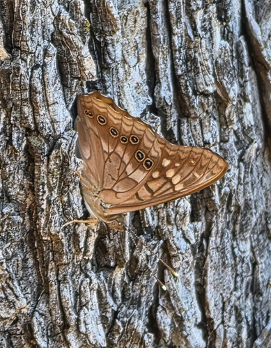 Hackberry Emperor