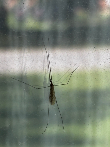 Rhipidia domestica