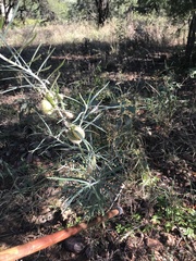 Gomphocarpus tomentosus tomentosus