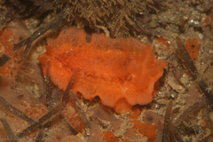 Doriopsilla miniata image