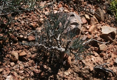 Crassothonna protecta