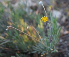Crassothonna cacalioides