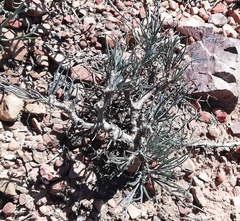 Crassothonna protecta