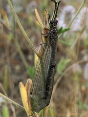 Neuroleon