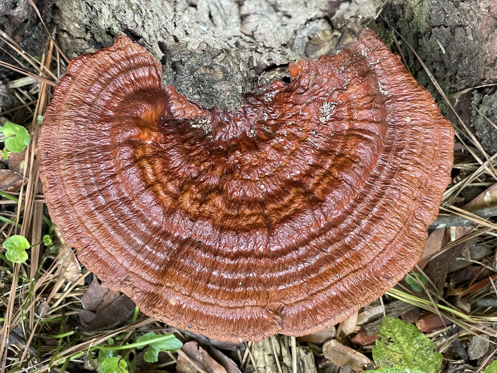 Ganoderma sessile · August 2026 · photo: Photo: (c) Engers, some rights reserved (CC BY) · iNaturalist