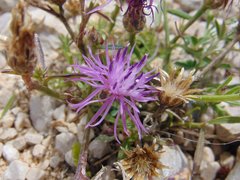 Centaurea glaberrima