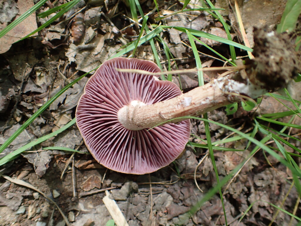 Purple-and-White Deceiver · August 2026 · photo: Photo: no rights reserved · iNaturalist