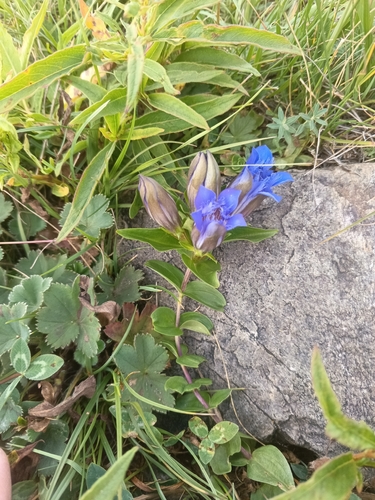 Gentiana septemfida, photograph 4