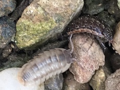 Armadillidium nasatum