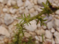 Centaurea glaberrima
