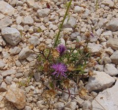 Centaurea glaberrima