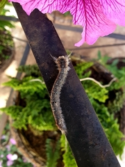 Lasiocampoidea