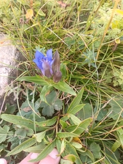 Gentiana septemfida, photograph (c) Maria Kohanovskaya, some rights reserved (CC BY)