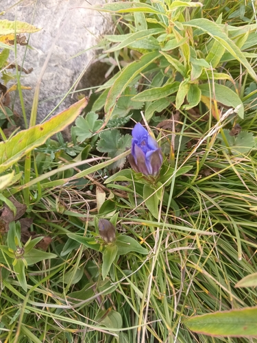Gentiana septemfida, photograph 6