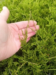 Juniperus sabina, photograph (c) Maria Kohanovskaya, some rights reserved (CC BY)