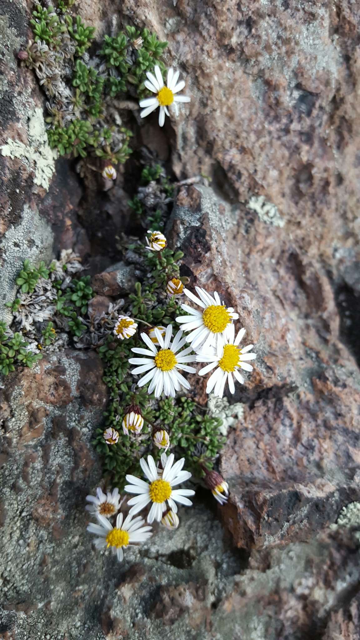 Erigeron scopulinus