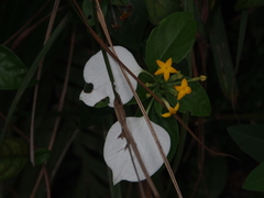 Mussaenda pubescens