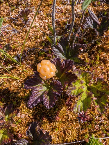cloudberry