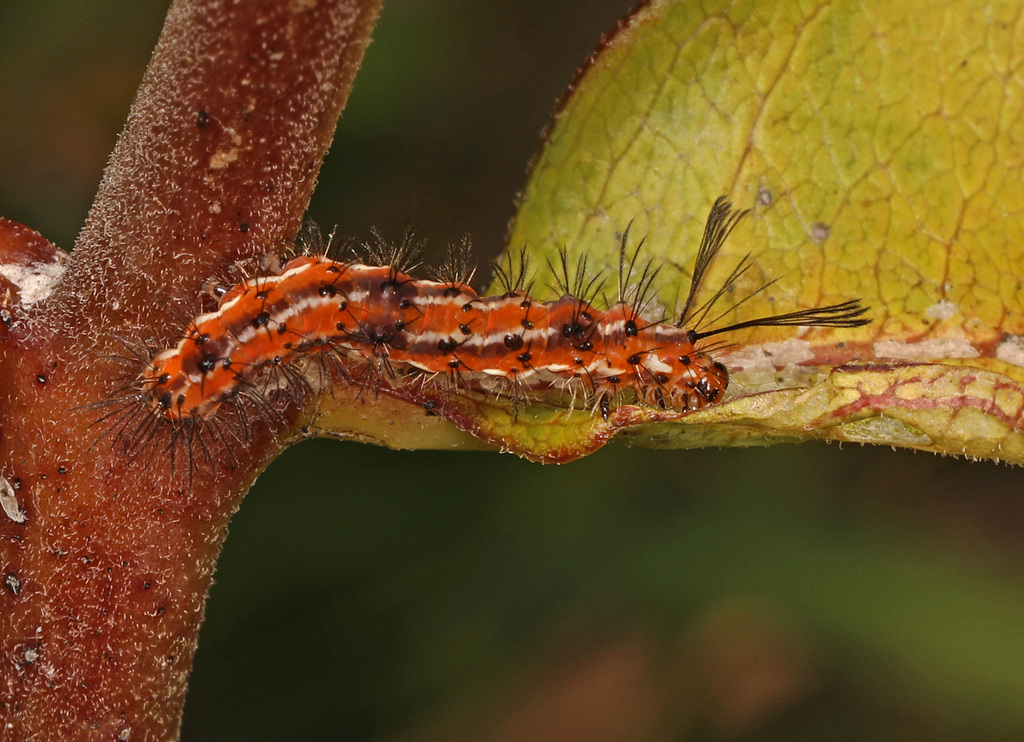 Mouse-colored Lichen Moth