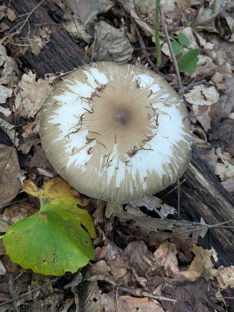 Eastern American Platterful Mushroom · August 2026 · photo: Photo: (c) Hannah Jones, some rights reserved (CC BY) · iNaturalist