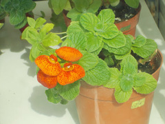 Calceolaria × herbeohybrida