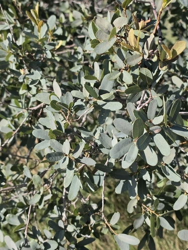 Quercus oblongifolia observed 2026-08-21