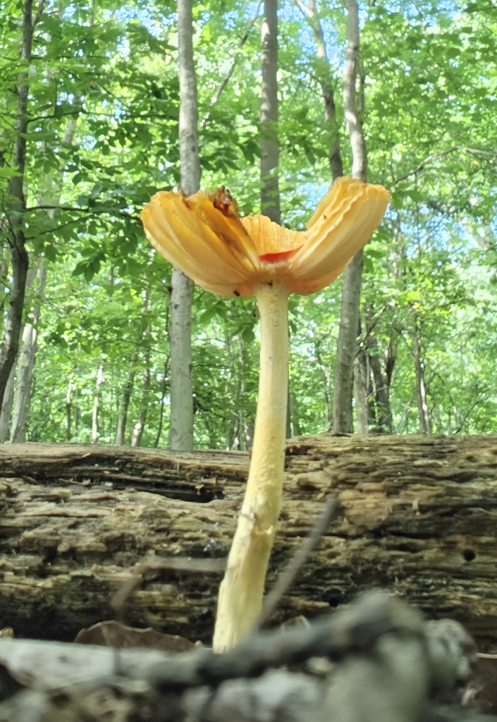 False Caesar's Mushroom · August 2026 · photo: Photo: (c) Mark Jones, some rights reserved (CC BY) · iNaturalist