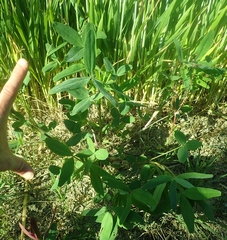 Trifolium squarrosum