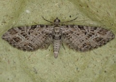 Eupithecia abbreviata