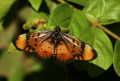 Acraea acara acara