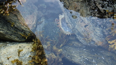 Paralithodes camtschaticus