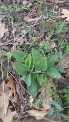 Viola ambigua