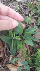 Viola ambigua