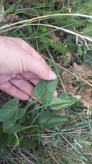 Viola ambigua