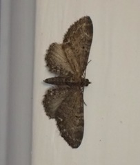 Eupithecia assimilata